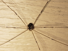 Leiobunum aldrichi