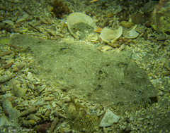 Arnoglossus