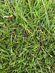 Phyllopertha horticola