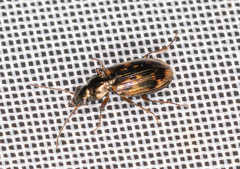 Bembidion varium
