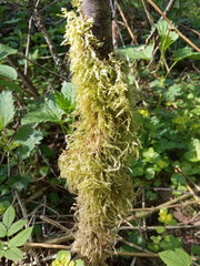 Sciuro-hypnum curtum