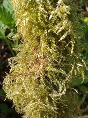 Sciuro-hypnum curtum