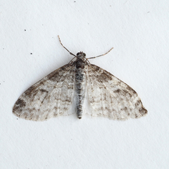 Lobophora