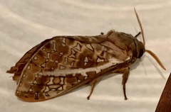 Oxycanus australis