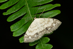 Scopula propinquaria