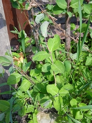 Lonicera caprifolium