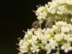 Hylaeus mediolucens