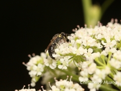 Hylaeus mediolucens