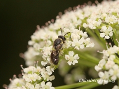 Hylaeus mediolucens