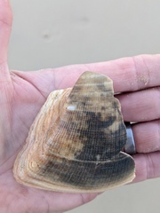 Cucullaea labiata