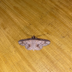 Erebostrota stenelea