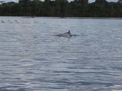 Sotalia fluviatilis