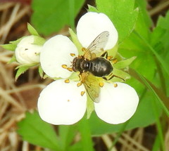 Blera nigra