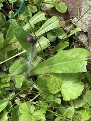 Pilosella aurantiaca