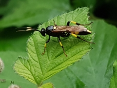 Ichneumon stramentor