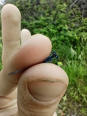 Coenagrion scitulum