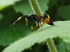 Ichneumon stramentor