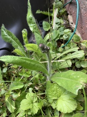 Pilosella aurantiaca