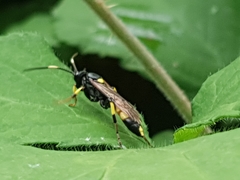 Ichneumon stramentor