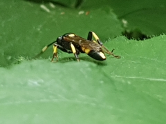 Ichneumon stramentor