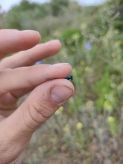 Coenagrion scitulum