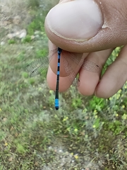 Coenagrion scitulum