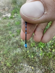 Coenagrion scitulum