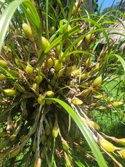 Maxillaria tenuifolia