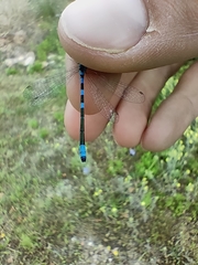 Coenagrion scitulum