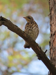 Turdus pilaris