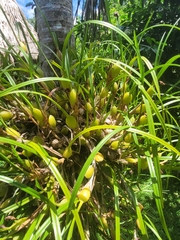 Maxillaria tenuifolia