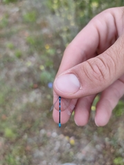 Coenagrion scitulum
