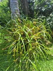 Maxillaria tenuifolia