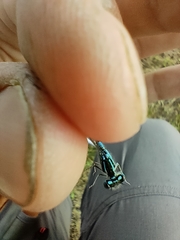 Coenagrion scitulum