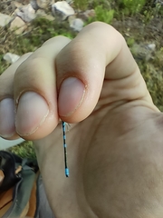 Coenagrion scitulum