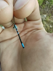 Coenagrion scitulum