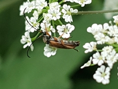 Alosterna tabacicolor