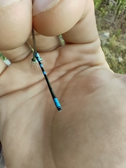 Coenagrion scitulum