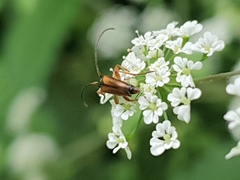 Alosterna tabacicolor