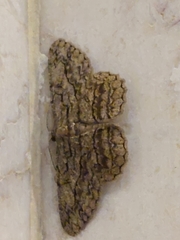 Hypomecis transcissa