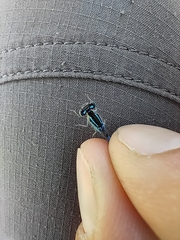 Coenagrion scitulum