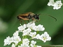 Alosterna tabacicolor