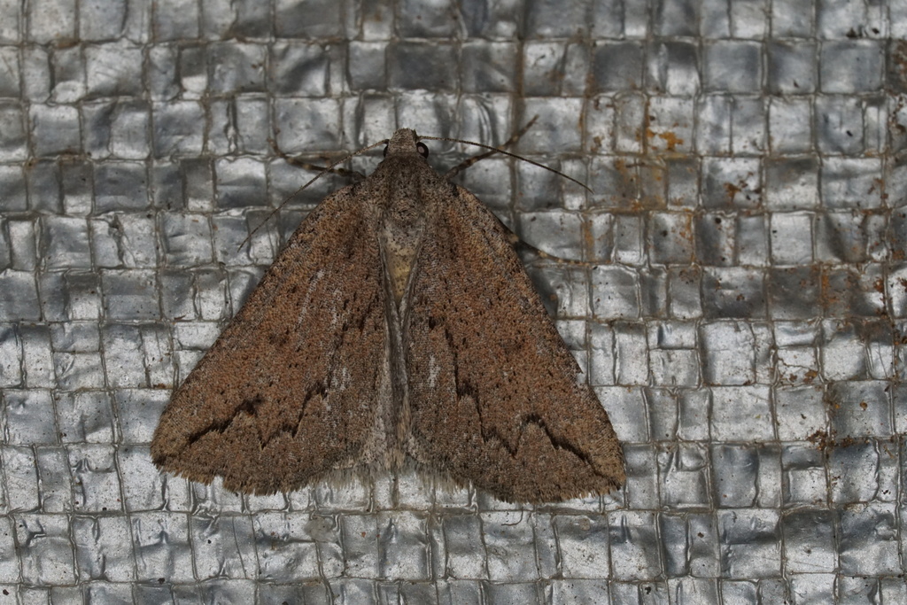 Peaked Cape Moth