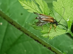 Alosterna tabacicolor