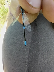 Coenagrion scitulum