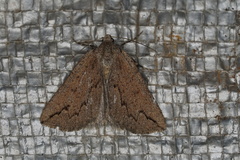 Amelora ceraunia
