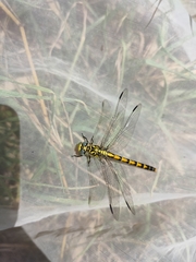 Onychogomphus forcipatus