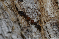Crematogaster scutellaris