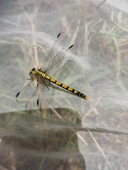 Onychogomphus forcipatus