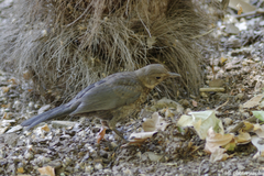 Turdus merula